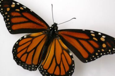 Monarch Butterfly Symbolism and Spiritual Meanings