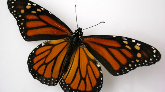 Monarch Butterfly Symbolism and Spiritual Meanings
