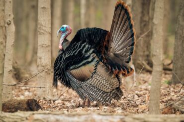 Spiritual Meaning Of Turkeys