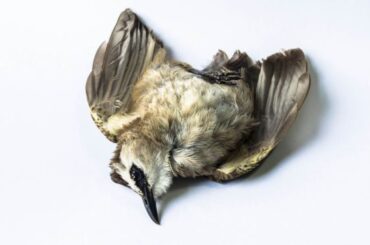 Spiritual Meanings Of Dead Bird