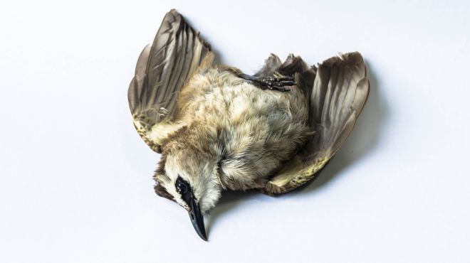Spiritual Meanings Of Dead Bird