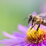Spiritual Meanings and Symbolism Of Bee