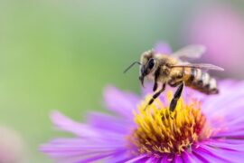 Spiritual Meanings and Symbolism Of Bee