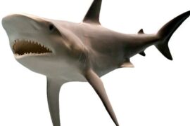 Spiritual Meanings and Symbolism Of Shark