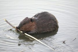 Spiritual Meanings and Symbolism of Beaver