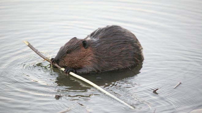 Spiritual Meanings and Symbolism of Beaver