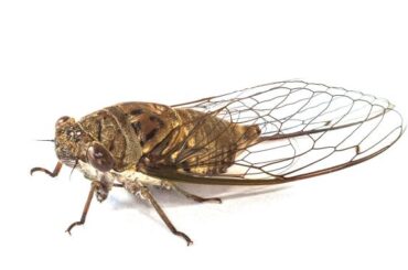 Spiritual Meanings and Symbolism of Cicada