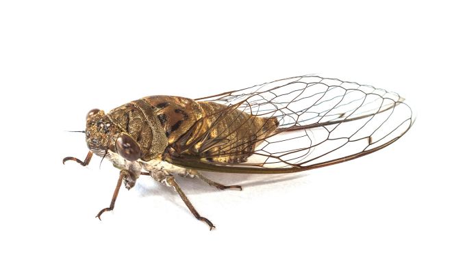 Spiritual Meanings and Symbolism of Cicada