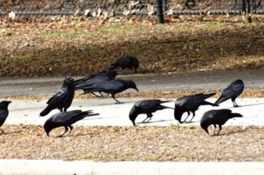 Spiritual Meanings and Symbolism of Crows