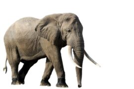 Spiritual Meanings and Symbolism of Elephant