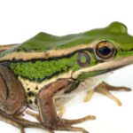 Spiritual Meanings and Symbolism of Frog
