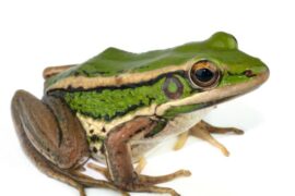 Spiritual Meanings and Symbolism of Frog