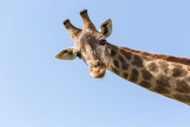 Spiritual Meanings and Symbolism of Giraffe