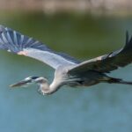 Spiritual Meanings and Symbolism of Heron