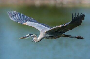 Spiritual Meanings and Symbolism of Heron