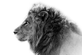 Spiritual Meanings and Symbolism of Lion