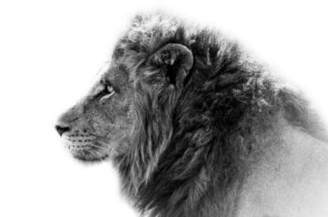 Spiritual Meanings and Symbolism of Lion