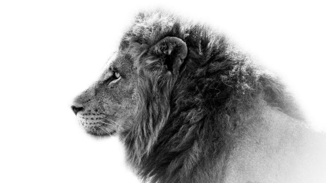 Spiritual Meanings and Symbolism of Lion