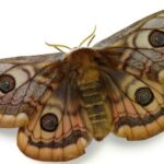 Spiritual Meanings and Symbolism of Moths