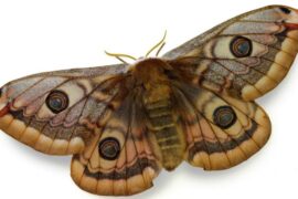 Spiritual Meanings and Symbolism of Moths
