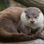 Spiritual Meanings and Symbolism of Otter