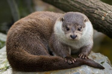 Spiritual Meanings and Symbolism of Otter