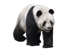 Spiritual Meanings and Symbolism of Panda