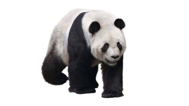 Spiritual Meanings and Symbolism of Panda