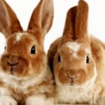 Spiritual Meanings and Symbolism of Rabbit