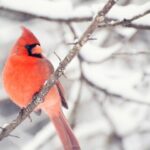 Spiritual Meanings and Symbolism of Red Birds