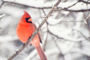 Spiritual Meanings and Symbolism of Red Birds