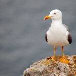 Spiritual Meanings and Symbolism of Seagull