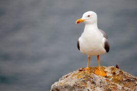 Spiritual Meanings and Symbolism of Seagull