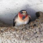 Spiritual Meanings and Symbolism of Swallow