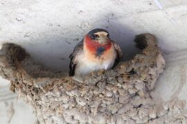 Spiritual Meanings and Symbolism of Swallow
