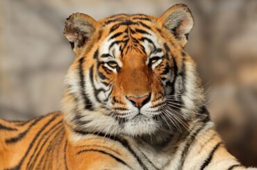 Spiritual Meanings and Symbolism of Tiger