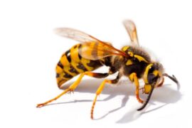 Spiritual Meanings and Symbolism of Wasp