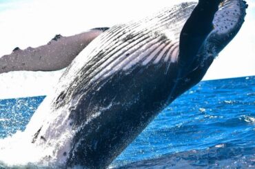 Spiritual Meanings and Symbolism of Whale