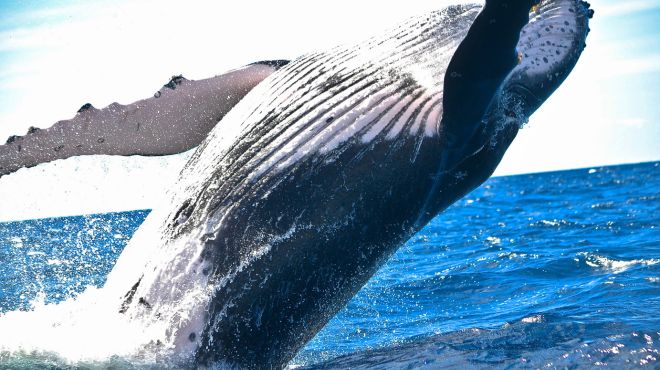 Spiritual Meanings and Symbolism of Whale