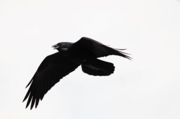 Spiritual Meanings of 3 Crows