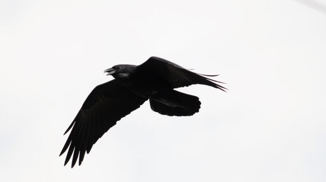 Spiritual Meanings of 3 Crows