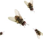 Spiritual Meanings of Flies In Your House