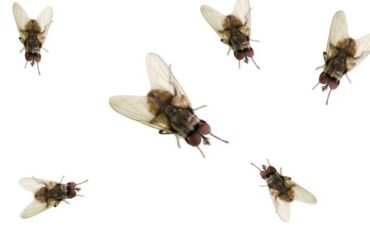 Spiritual Meanings of Flies In Your House