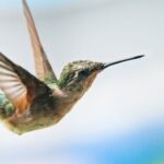 Spiritual Meanings of Seeing A Hummingbird
