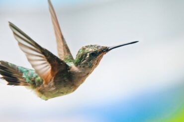 Spiritual Meanings of Seeing A Hummingbird