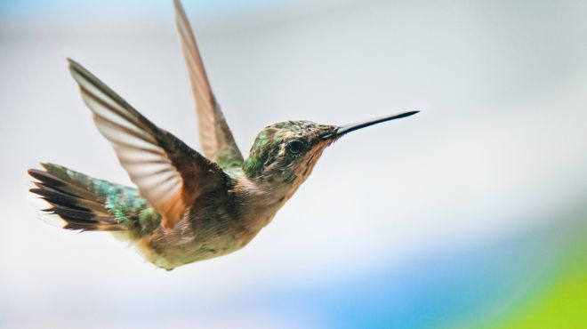 Spiritual Meanings of Seeing A Hummingbird