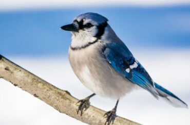 Spiritual Meanings of Seeing a Blue Jay