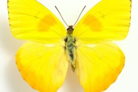 Spiritual Meanings of Yellow Butterfly