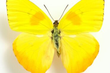 Spiritual Meanings of Yellow Butterfly