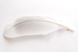 Spiritual Meanings of a White Feather